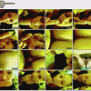 free image host