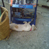 Posted Image