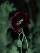 IPB Image